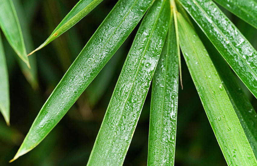 Benefits of Bamboo Fabric( fiber)