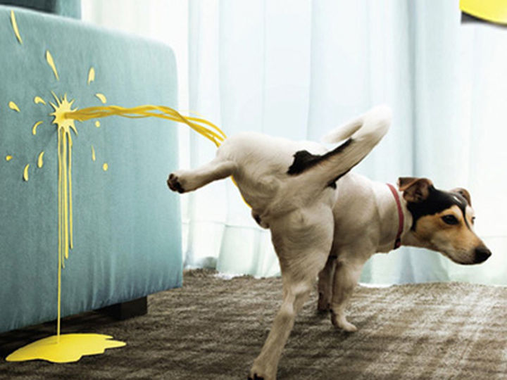 How To Train Your Puppy To Use A Pee Pad？