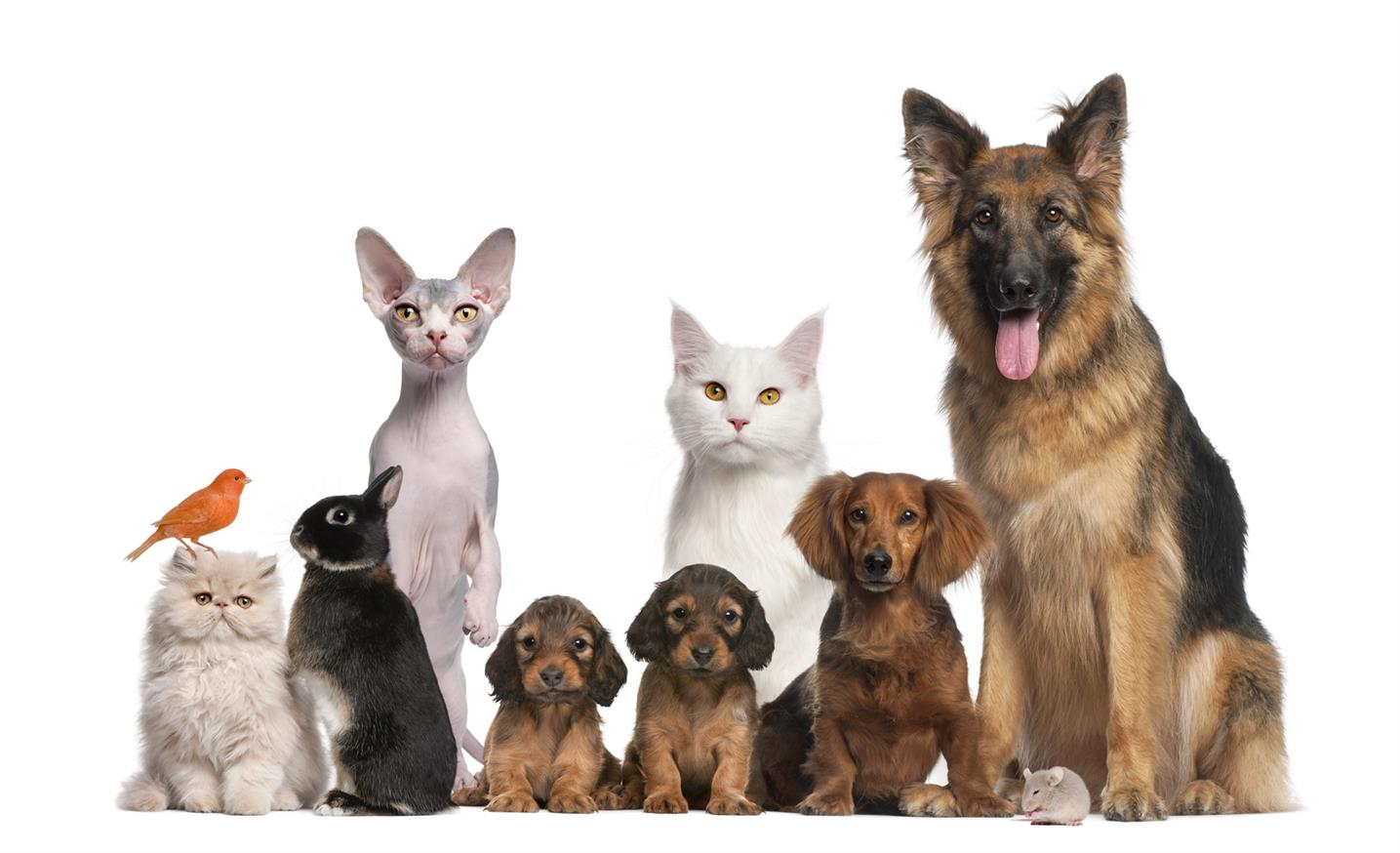 The right way to use Pet Pads for puppy & kitten
