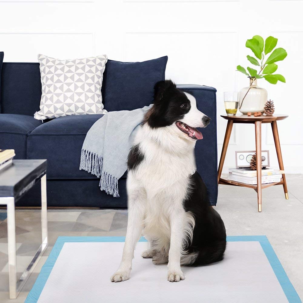 Knowledge for Using Pee Pads for Dogs